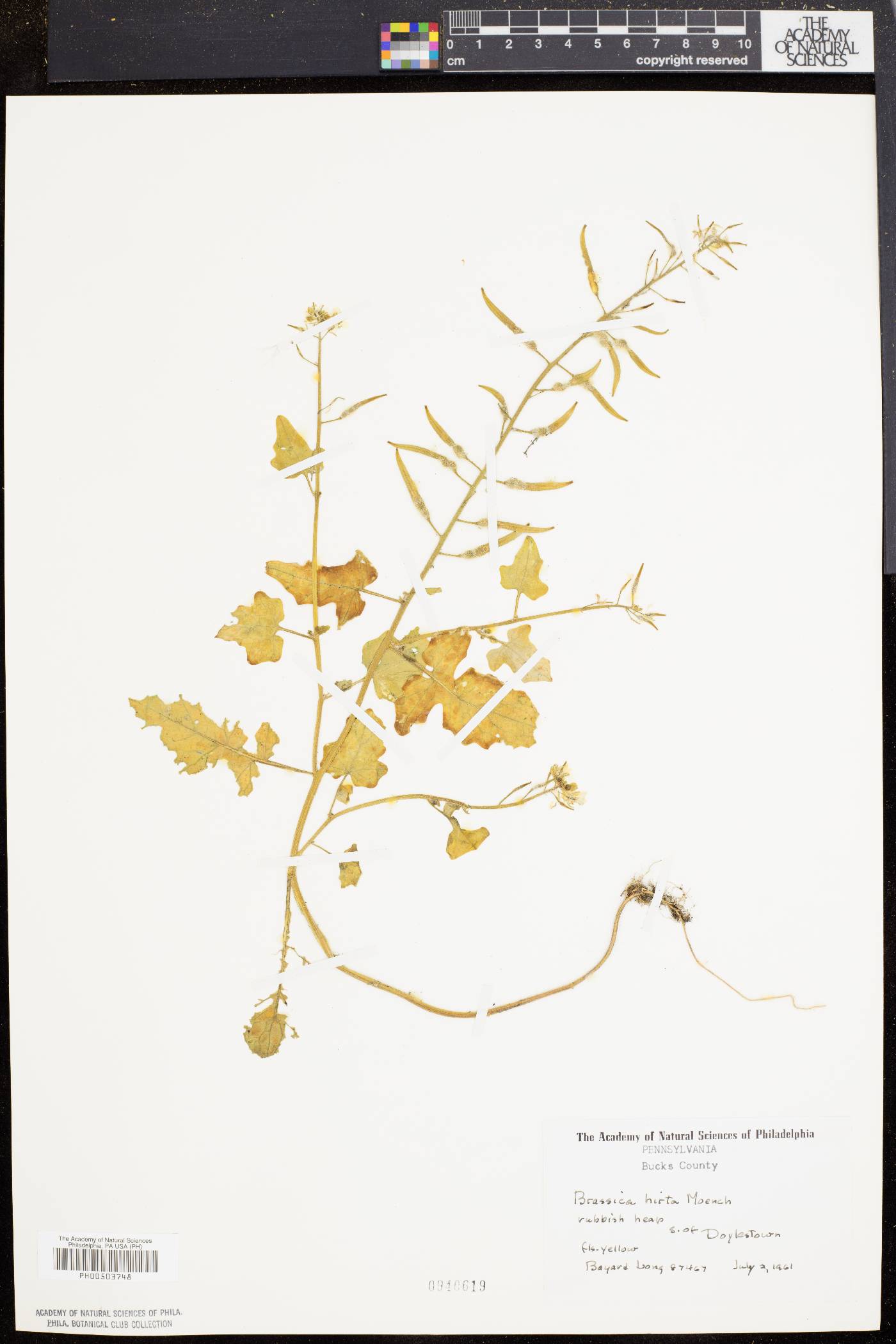 Sinapis alba image