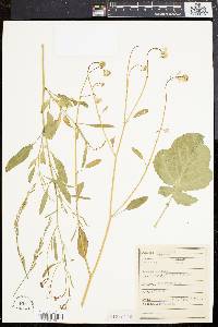 Brassica juncea image