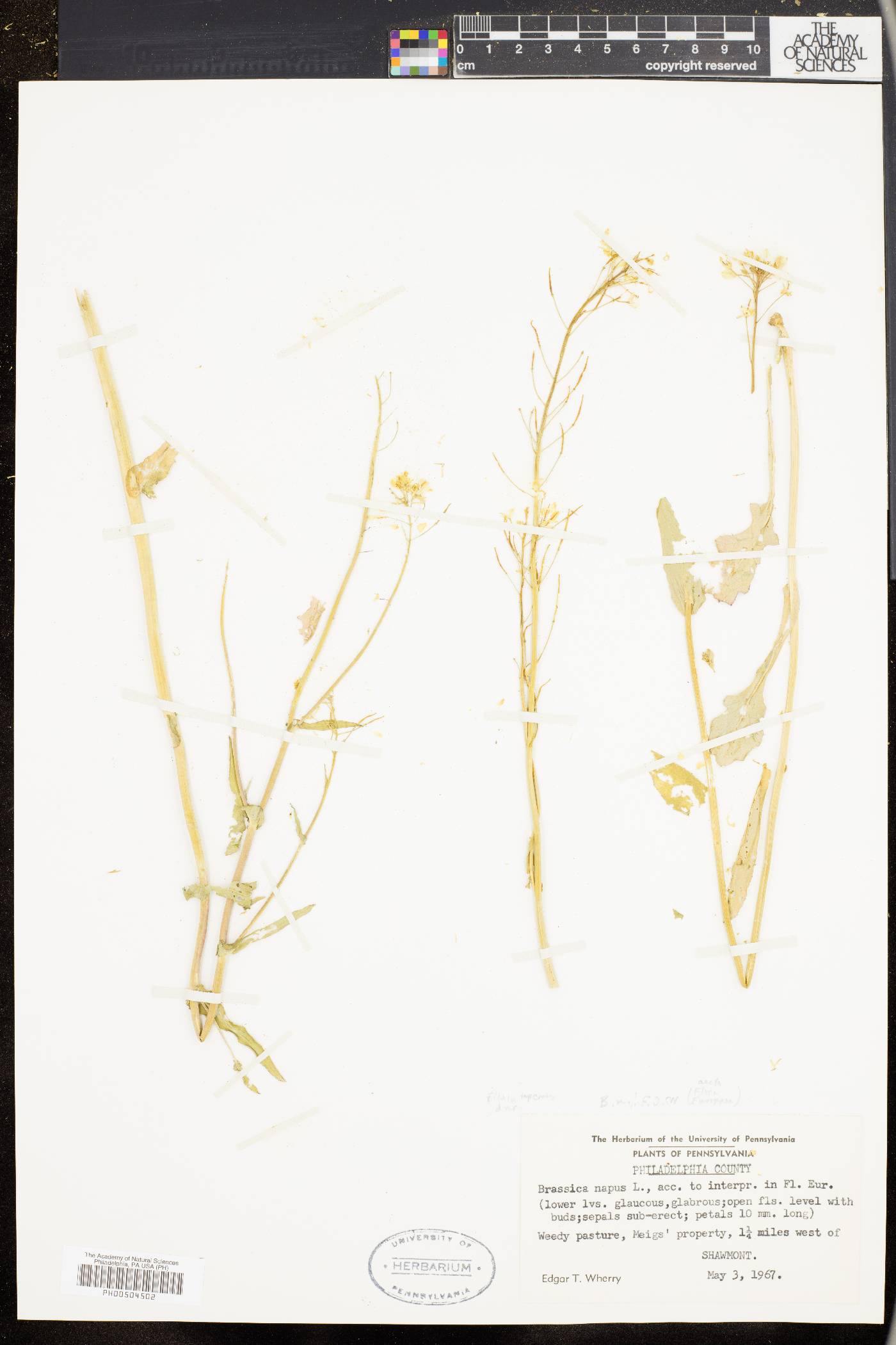 Brassica napus image