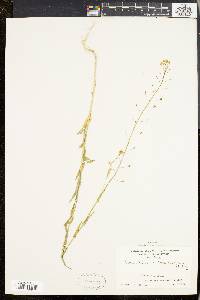 Camelina microcarpa image