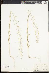 Camelina microcarpa image