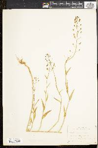 Camelina microcarpa image