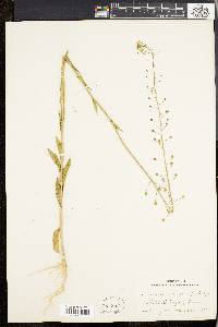 Camelina microcarpa image