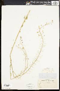 Camelina microcarpa image