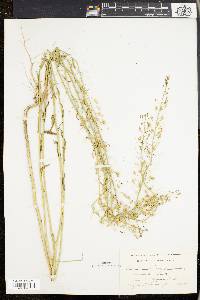 Camelina microcarpa image