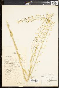 Camelina microcarpa image