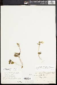 Cardamine angustata image