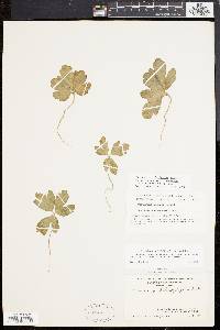 Cardamine angustata image