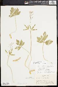 Cardamine angustata image