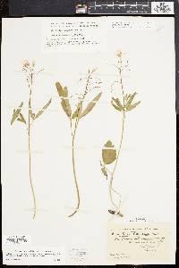 Cardamine angustata image