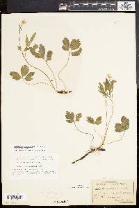 Cardamine angustata image