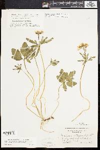 Cardamine angustata image