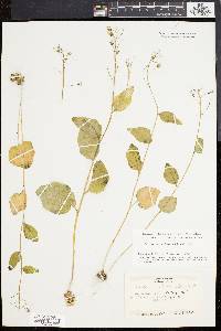 Cardamine bulbosa image