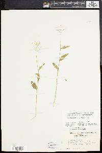 Cardamine bulbosa image