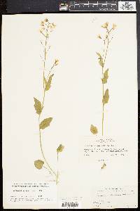 Cardamine bulbosa image