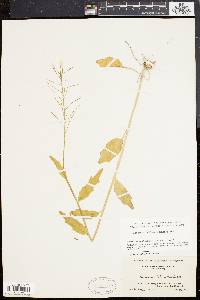 Cardamine bulbosa image