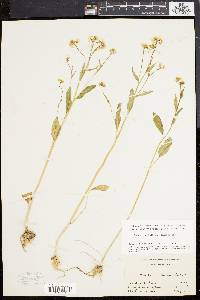 Cardamine bulbosa image