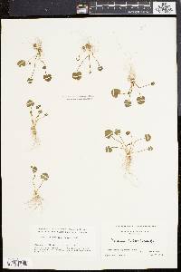 Cardamine bulbosa image