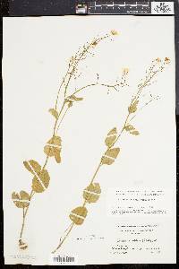 Cardamine bulbosa image