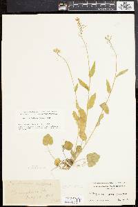 Cardamine bulbosa image