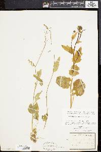 Cardamine bulbosa image