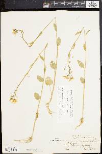 Cardamine bulbosa image