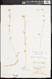 Cardamine bulbosa image