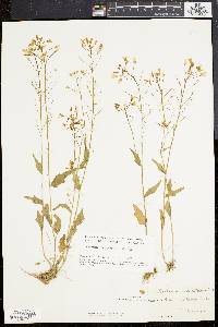 Cardamine bulbosa image