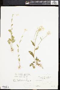 Cardamine bulbosa image