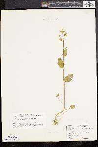 Cardamine bulbosa image