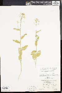 Cardamine bulbosa image