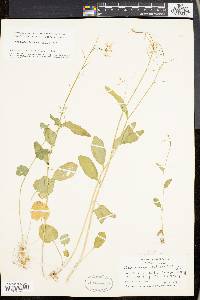 Cardamine bulbosa image