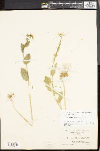 Cardamine bulbosa image