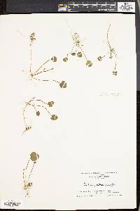 Cardamine bulbosa image