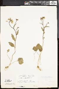 Cardamine bulbosa image