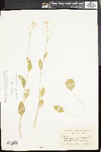 Cardamine bulbosa image