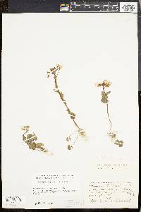 Cardamine douglassii image