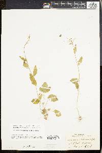 Cardamine douglassii image