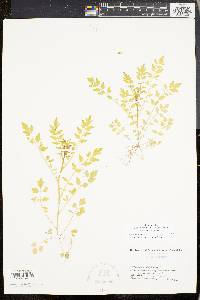 Cardamine impatiens image