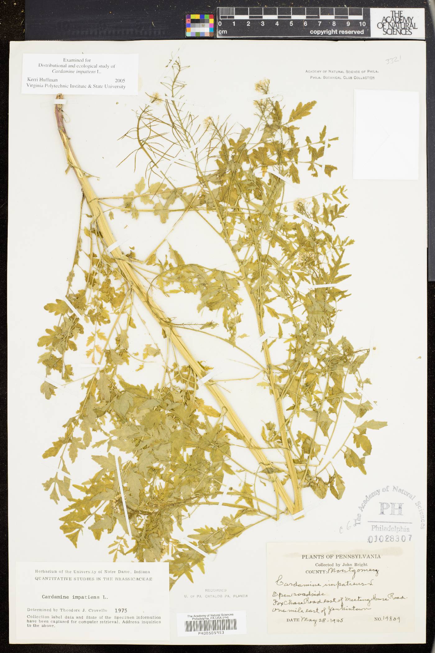 Cardamine impatiens image