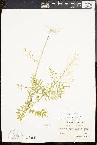 Cardamine impatiens image