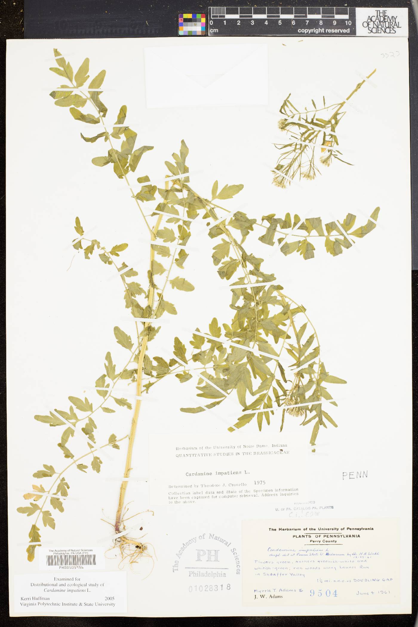 Cardamine impatiens image