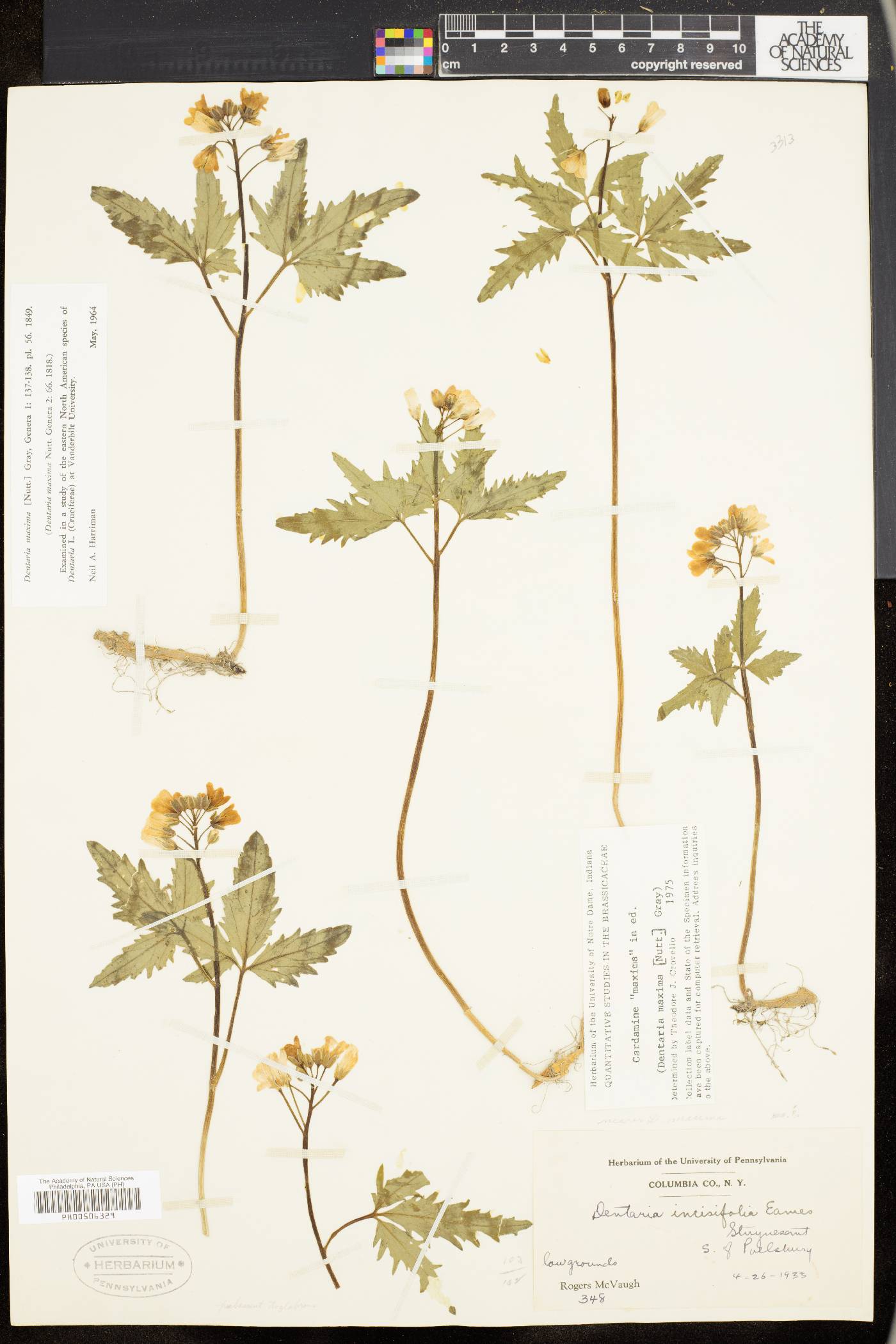 Cardamine maxima image