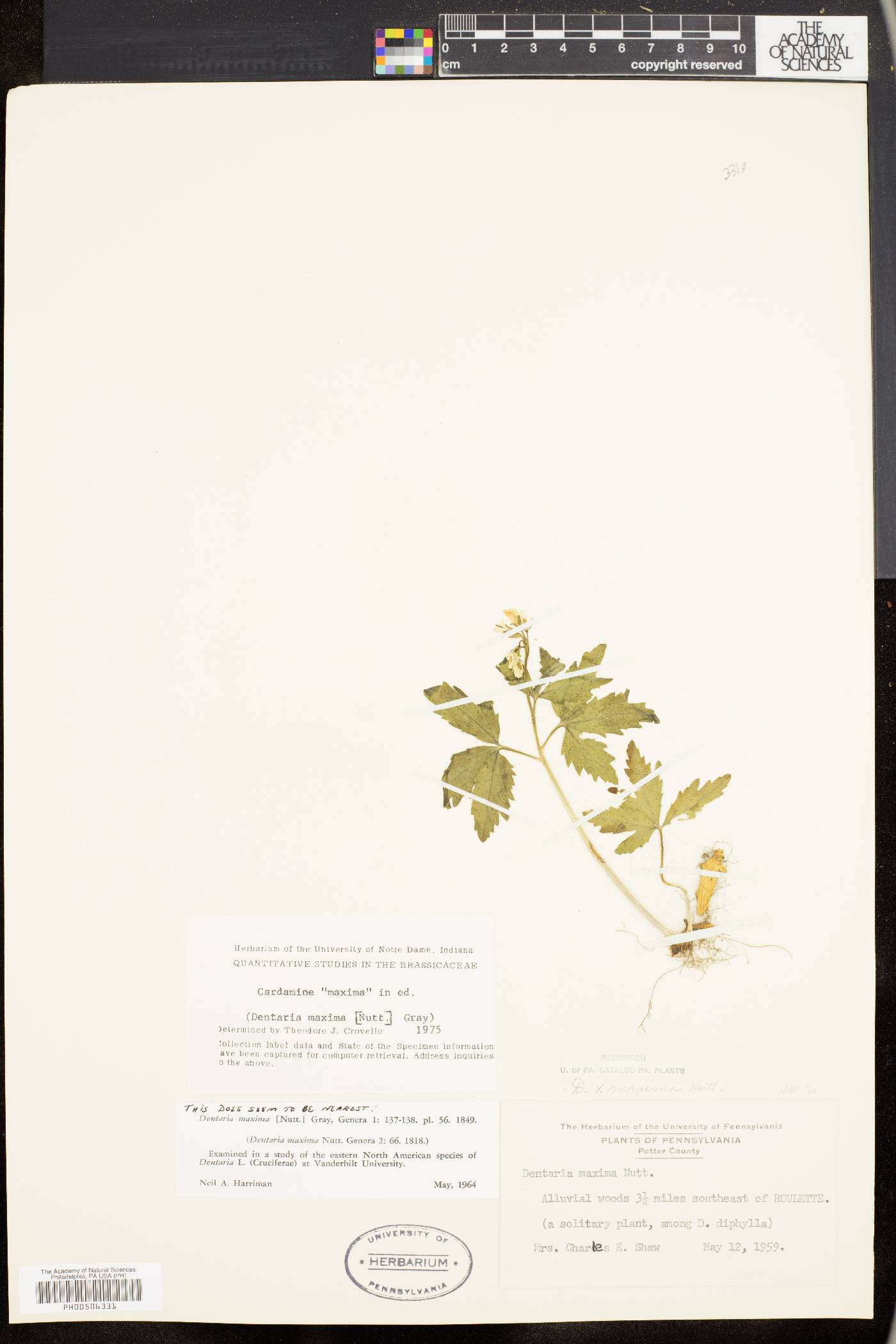 Cardamine maxima image