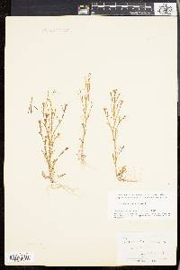 Cardamine parviflora image