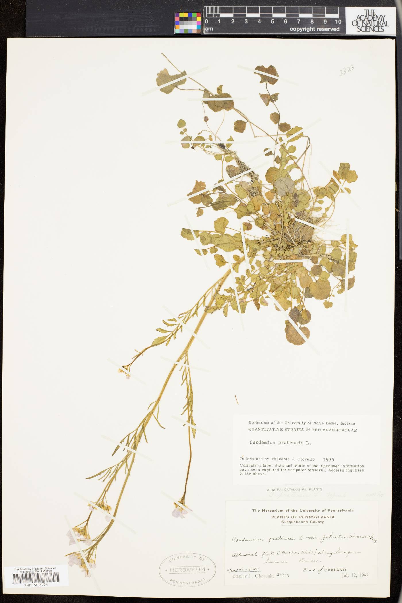 Cardamine pratensis image