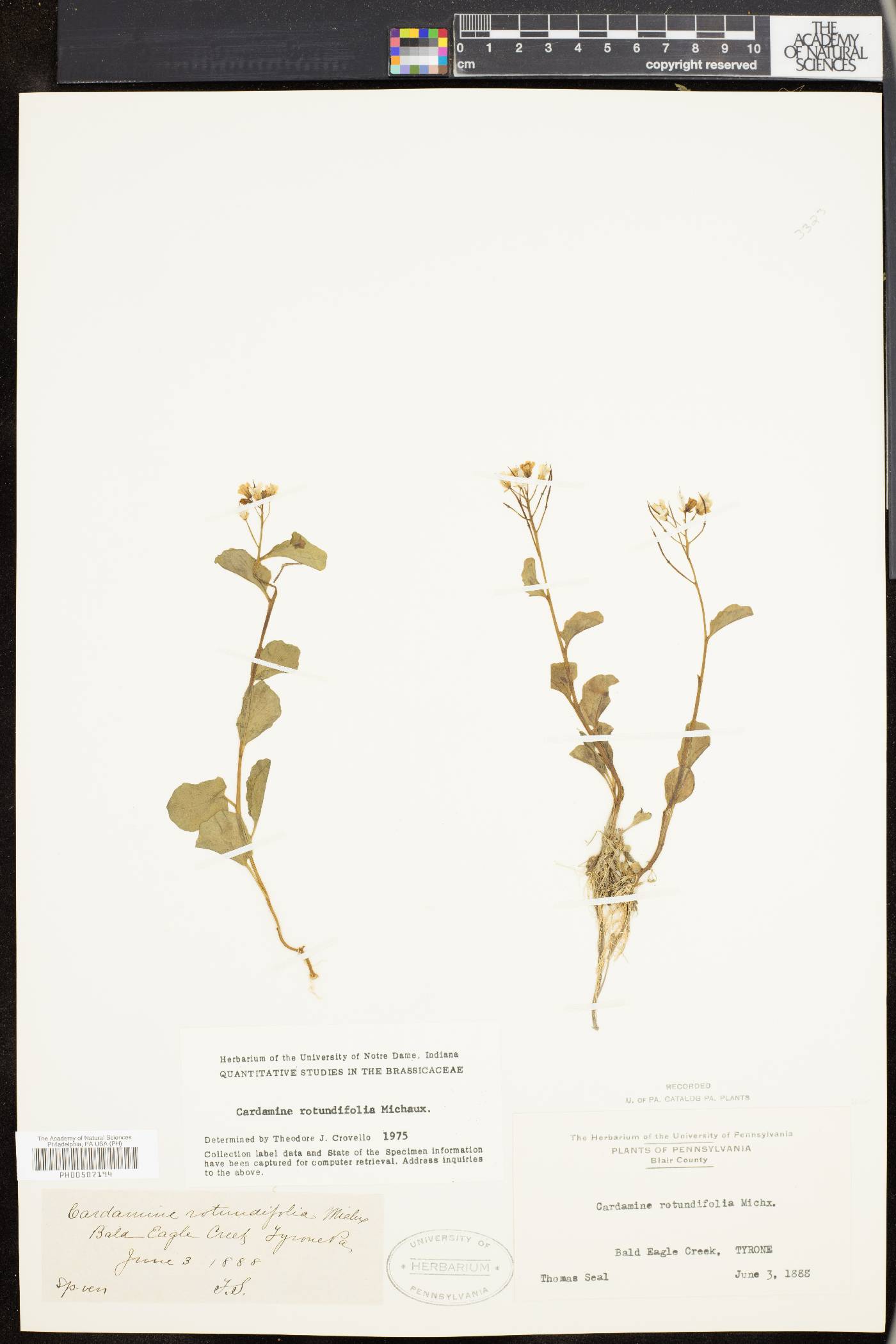 Cardamine rotundifolia image