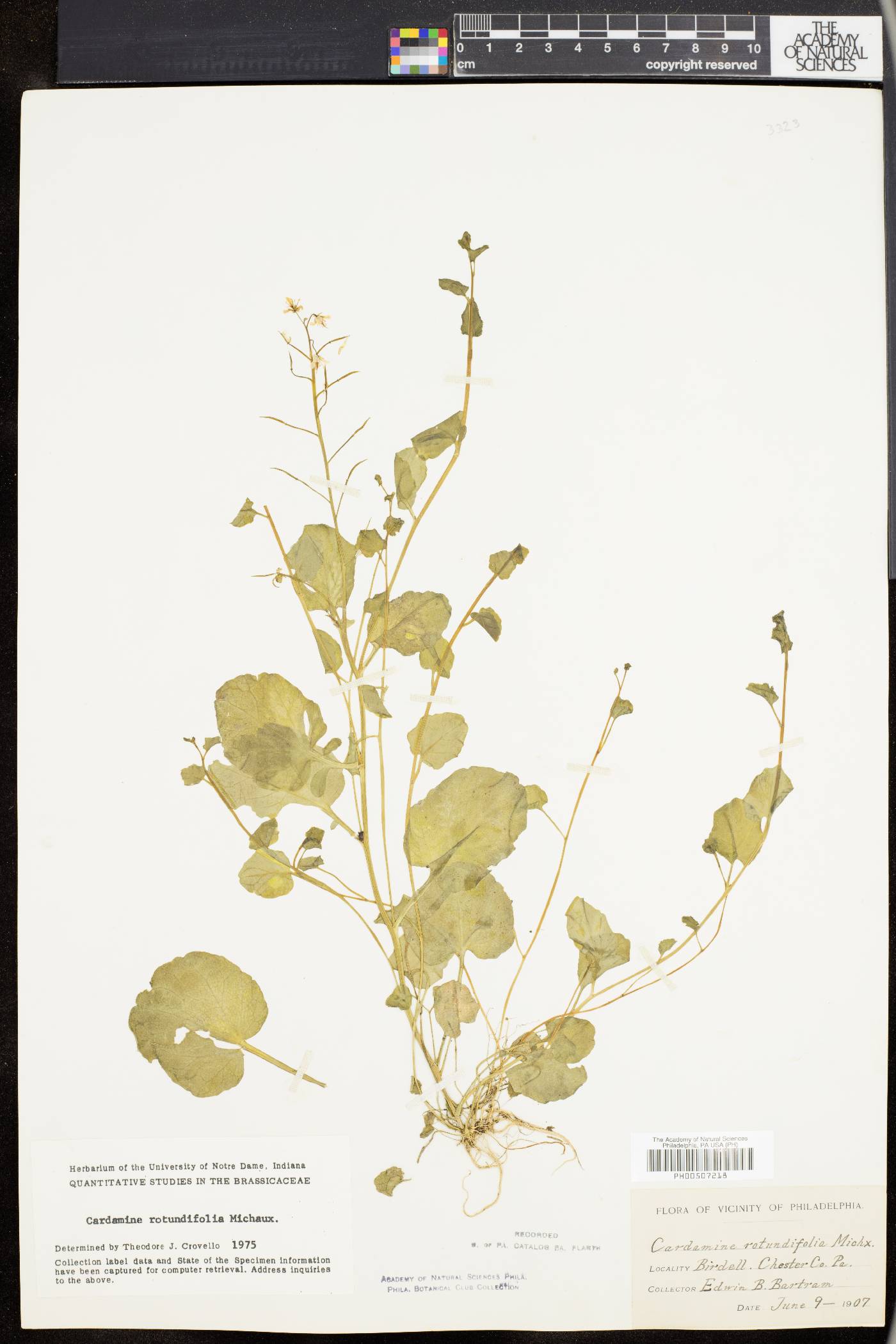 Cardamine rotundifolia image