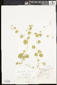 Cardamine rotundifolia image