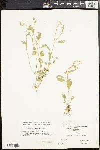 Cardamine rotundifolia image